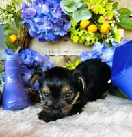 Froggy, a male Yorkshire Terrier for sale in Ardmore, OK – 2 of 10