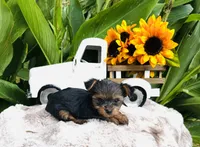 Madeleine , a female Yorkshire Terrier for sale in Ardmore, OK – 8 of 10