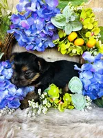 Froggy, a male Yorkshire Terrier for sale in Ardmore, OK – 9 of 10