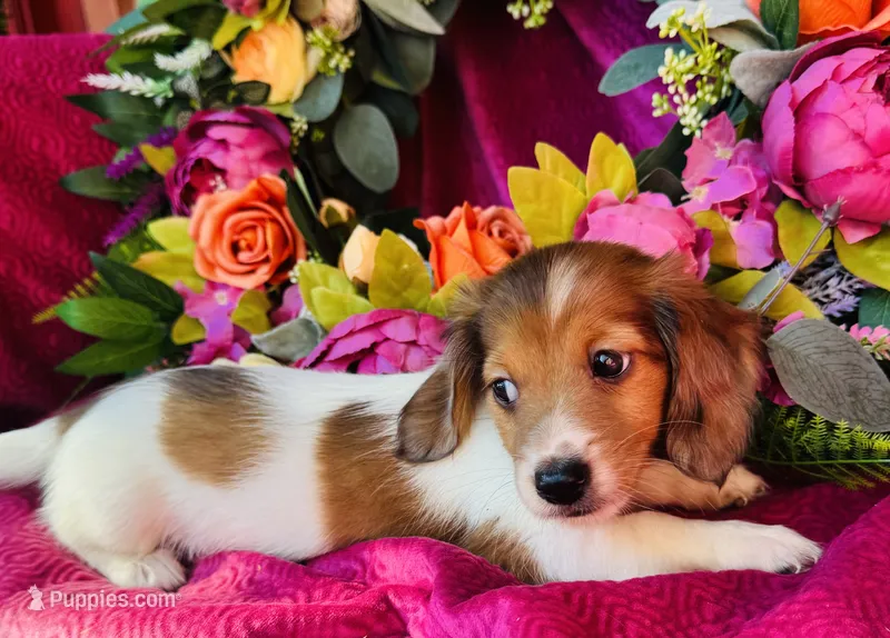 Jim Beam (Longhair) – Miniature Dachshund puppy for sale in Ardmore, OK