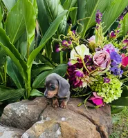 Jackie, a female Miniature Dachshund for sale in Ardmore, OK – 9 of 10