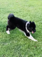 Sasha, a female Siberian Husky for sale in Ardmore, OK – 5 of 10