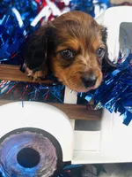 Dixie (Longhair) , a female Miniature Dachshund for sale in Ardmore, OK – 4 of 10