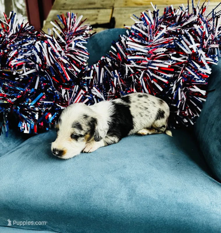 Nova  – Miniature Dachshund puppy for sale in Ardmore, OK