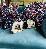 Nova , a male Miniature Dachshund for sale in Ardmore, OK – 1 of 10