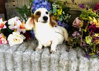 Johnnie Walker (Longhair), a male Miniature Dachshund for sale in Ardmore, OK – 9 of 10