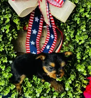Gigi , a female Yorkshire Terrier for sale in Ardmore, OK – 6 of 10