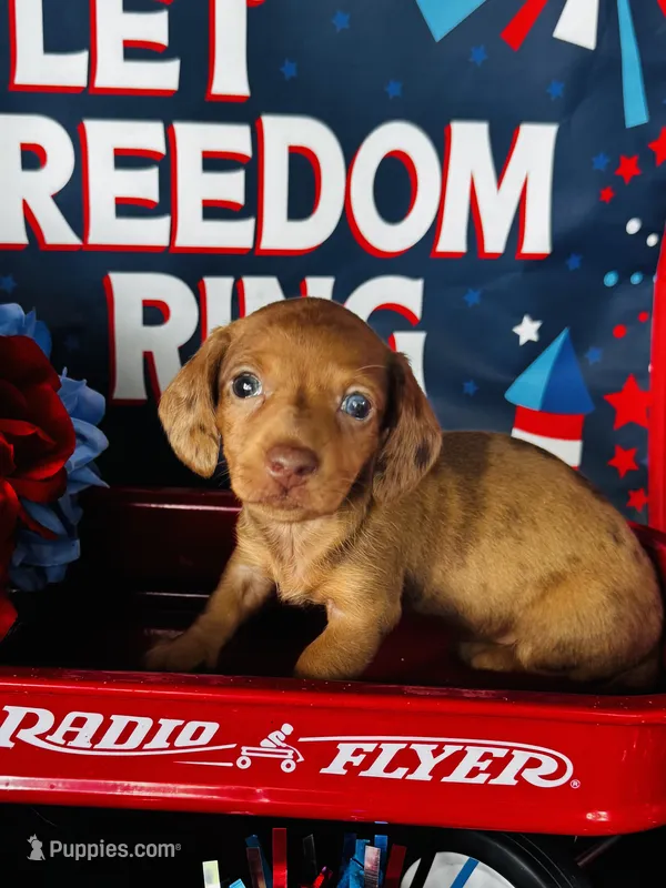 Marilyn Monroe – Miniature Dachshund puppy for sale in Ardmore, OK