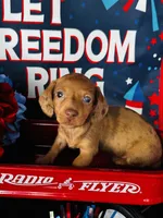 Marilyn Monroe, a male Miniature Dachshund for sale in Ardmore, OK – 1 of 6