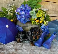 Rooster, a male Miniature Dachshund for sale in Ardmore, OK – 9 of 10