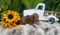 Marilyn Monroe, a female Miniature Dachshund for sale in Ardmore, OK – 3 of 8