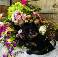 Roxie, a female Yorkshire Terrier for sale in Ardmore, OK – 4 of 10