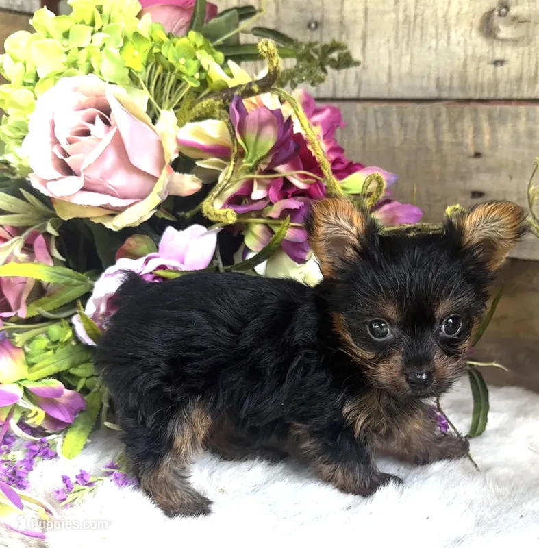 Roxie – Yorkshire Terrier puppy for sale in Ardmore, OK