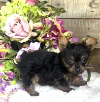 Roxie, a female Yorkshire Terrier for sale in Ardmore, OK – 2 of 10