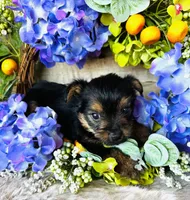 Froggy, a male Yorkshire Terrier for sale in Ardmore, OK – 5 of 10
