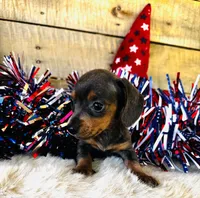 Jackie, a female Miniature Dachshund for sale in Ardmore, OK – 3 of 10