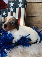 Johnnie Walker (Longhair), a male Miniature Dachshund for sale in Ardmore, OK – 3 of 10