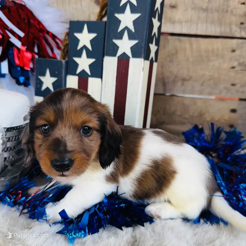 Bourbon (Longhair)  – Miniature Dachshund puppy for sale in Ardmore, OK