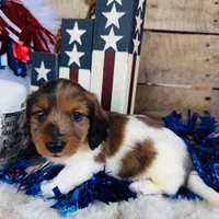 Bourbon (Longhair) , a male Miniature Dachshund for sale in Ardmore, OK – 1 of 10