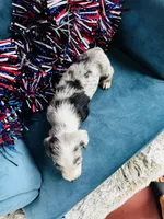 Nova , a male Miniature Dachshund for sale in Ardmore, OK – 2 of 10