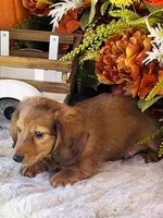 Boston (Longhair), a male Miniature Dachshund for sale in Ardmore, OK – 5 of 10