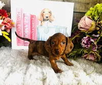 Marilyn Monroe, a female Miniature Dachshund for sale in Ardmore, OK – 7 of 8
