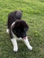 Sasha, a female Siberian Husky for sale in Ardmore, OK – 4 of 10