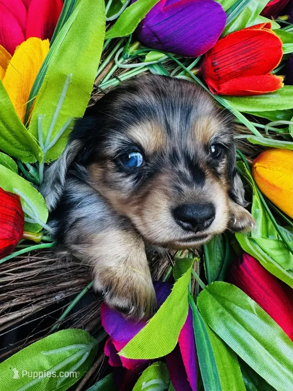 Selene – Miniature Dachshund puppy for sale in Ardmore, OK