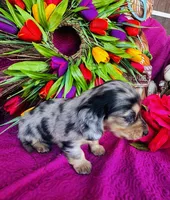 Selene, a female Miniature Dachshund for sale in Ardmore, OK – Photo 4 of 10