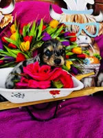 Selene, a female Miniature Dachshund for sale in Ardmore, OK – Photo 9 of 10