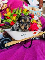 Selene, a female Miniature Dachshund for sale in Ardmore, OK – Photo 8 of 10
