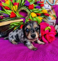 Selene, a female Miniature Dachshund for sale in Ardmore, OK – Photo 6 of 10