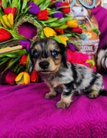 Selene, a female Miniature Dachshund for sale in Ardmore, OK – Photo 2 of 10