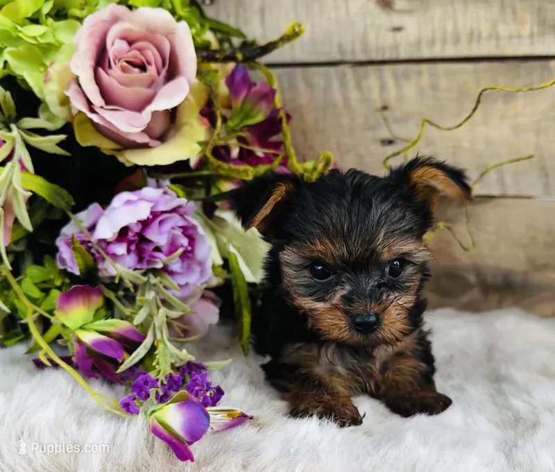Madeleine  – Yorkshire Terrier puppy for sale in Ardmore, OK