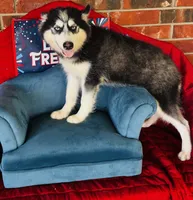 Ravia, a female Siberian Husky for sale in Ardmore, OK – 4 of 10