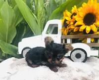 Roxie, a female Yorkshire Terrier for sale in Ardmore, OK – 8 of 10