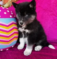 June Bug, a female Siberian Husky for sale in Ardmore, OK – Photo 8 of 10