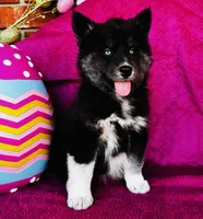 June Bug, a female Siberian Husky for sale in Ardmore, OK – Photo 5 of 10