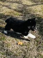 June Bug, a female Siberian Husky for sale in Ardmore, OK – Photo 4 of 10