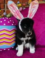 June Bug, a female Siberian Husky for sale in Ardmore, OK – Photo 6 of 10