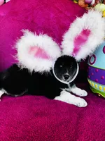 June Bug, a female Siberian Husky for sale in Ardmore, OK – Photo 9 of 10