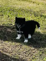 June Bug, a female Siberian Husky for sale in Ardmore, OK – Photo 2 of 10