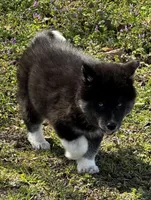 June Bug, a female Siberian Husky for sale in Ardmore, OK – Photo 3 of 10
