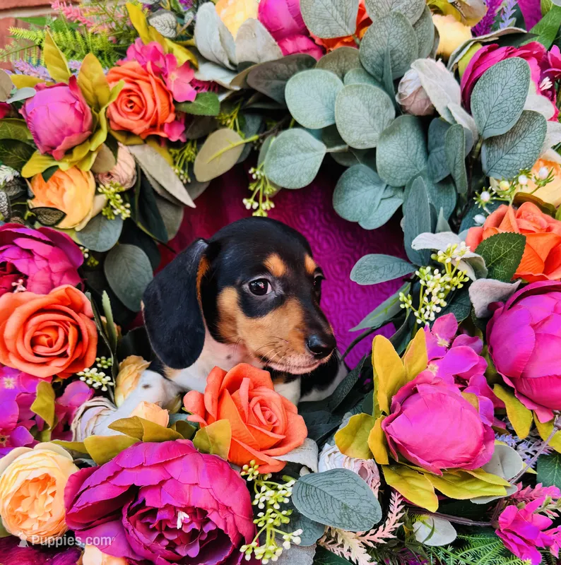 Brandy – Miniature Dachshund puppy for sale in Ardmore, OK