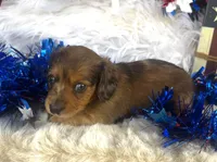 Dixie (Longhair) , a female Miniature Dachshund for sale in Ardmore, OK – 2 of 10