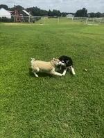 Turbo, a male Siberian Husky for sale in Ardmore, OK – 9 of 10