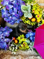 Jackie, a female Miniature Dachshund for sale in Ardmore, OK – 10 of 10