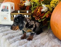 Tarzan, a male Miniature Dachshund for sale in Ardmore, OK – 5 of 10