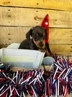 Jackie, a female Miniature Dachshund for sale in Ardmore, OK – 6 of 10