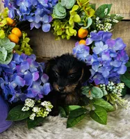 Cami, a female Yorkshire Terrier for sale in Ardmore, OK – 7 of 10